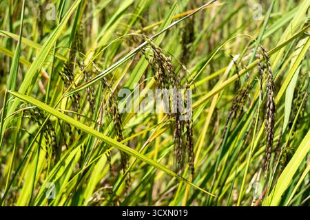 Detaillierte Ansicht der grünen Reispflanzen, die in den fruchtbaren Feldern von Toraja, Sulawesi, während der üppigen tropischen Vegetationszeit wachsen Stockfoto