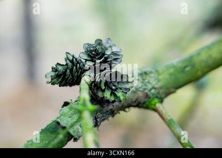 Nahaufnahme kleiner grüner Tannenzapfen, die auf einem Ast wachsen. Das Bild zeigt die komplizierten Details der Kegel und die strukturierte Rinde des Asts, Set Stockfoto
