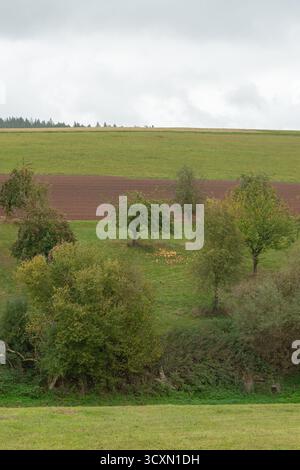 Grüne Wiese mit Obstbäumen, die auf Hanglagen in ländlicher Landschaft wachsen, bewölktes Herbstwetter. Stockfoto