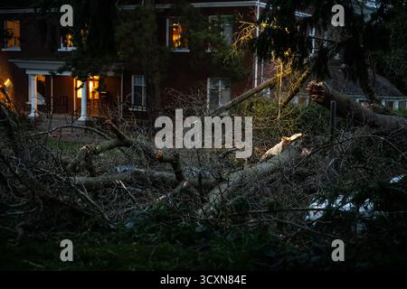 Seattle, USA. 30. März 2025. Starker Wind brachte einen Baum auf dem Capitol Hill herunter. Stockfoto