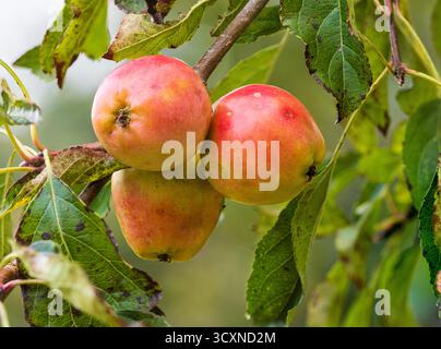 Reife Herbstfrucht des harten Laubkrabbenapfels, Malus „Jelly King“ Stockfoto
