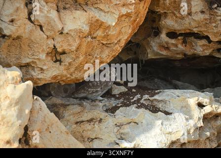 Die kleine Eule (Athene noctua), auch bekannt als die Eule von Athena oder Eule von Minerva, auf Felsen in der Türkei, Anatolien Stockfoto