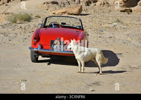 Tozeur, Tunesien - 29. September 2004: Hund und rote Alfa Romeo Giulietta Spider 750D in der Sahara, Tunesien Stockfoto