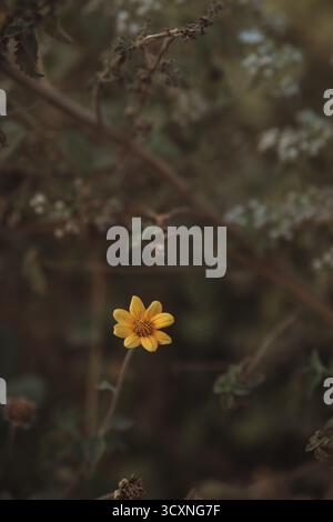 Eine einzelne gelbe Wildblume hebt sich in den ruhigen Tönen der Natur hervor und symbolisiert Einfachheit, Widerstandsfähigkeit und den zarten Charme wilder Schönheit. Stockfoto