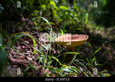 Kleine Wildpilze wachsen isoliert auf einem Waldboden, umgeben von Blättern und natürlichen Waldstrukturen Stockfoto