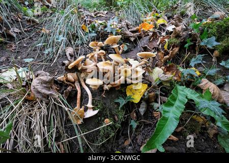 Armillaria mellea, allgemein bekannt als Honigpilz, ist ein essbarer Pilz. Wye Valley im Peak District National Park, Großbritannien Stockfoto