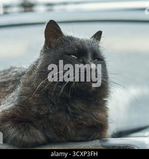Flauschige schwarze Katze mit frostigem Fell, die sich am Wintermorgen auf der Motorhaube entspannt. Stockfoto