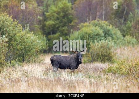 Elche / Elche (Alces alces) Stier / männliche Futtersuche im Grasland am Waldrand im Herbst / Herbst, Schweden, Skandinavien Stockfoto