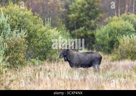 Elche / Elche (Alces alces) Stier / männliche Futtersuche im Grasland am Waldrand im Herbst / Herbst, Schweden, Skandinavien Stockfoto