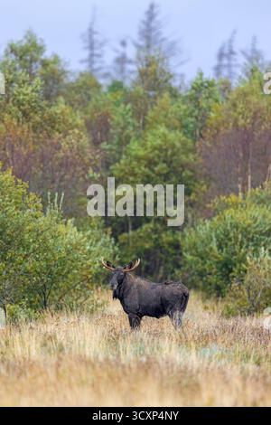 Elche / Elche (Alces alces) Stier / männliche Futtersuche im Grasland am Waldrand im Herbst / Herbst, Schweden, Skandinavien Stockfoto