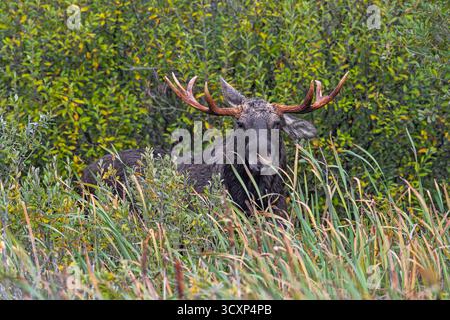 Elche / Elche (Alces alces) Stier / männliche Fütterung von Weidenblättern im Moorgebiet im Herbst / Herbst, Schweden, Skandinavien Stockfoto