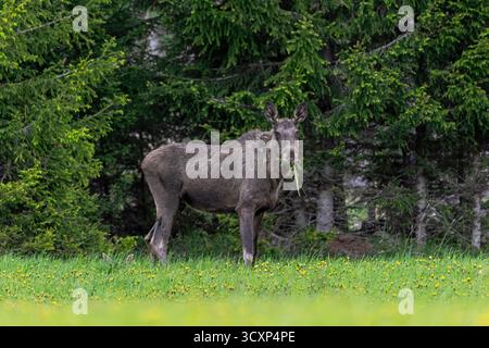 Elche / Elche (Alces alces) Kuh / Weibchen weiden auf Wiese mit Kalb versteckt im Gras am Rande des Fichtenwaldes im Frühjahr, Schweden, Skandinavien Stockfoto