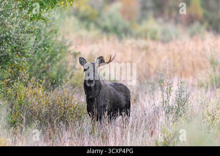 Elche / Elche (Alces alces) Jungbulle / männliche Geweihe in Grasland am Waldrand im Herbst / Herbst, Schweden, Skandinavien Stockfoto