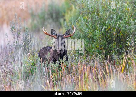 Elche / Elche (Alces alces) Stier / männliche Fütterung von Weidenblättern im Moorgebiet im Herbst / Herbst, Schweden, Skandinavien Stockfoto