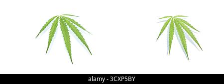 Zwei Cannabisblätter isoliert auf weißem Hintergrund mit detaillierter grüner Textur. Stockfoto