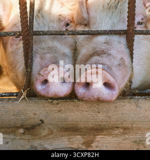 Nahaufnahme von Schweineschnauzen hinter rustikalem Scheunenzaun in sonnigem Bauernhof. Stockfoto