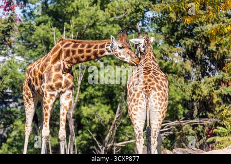 Rothschild Giraffen (Giraffa Plancius Rothschildi) Stockfoto
