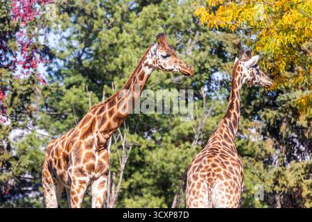 Rothschild Giraffen (Giraffa Plancius Rothschildi) Stockfoto