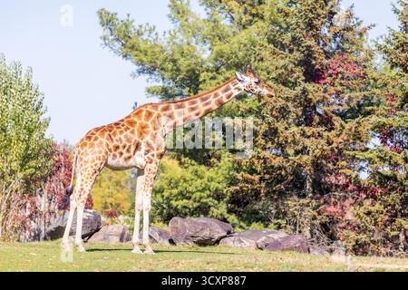 Rothschild Giraffen (Giraffa Plancius Rothschildi) Stockfoto