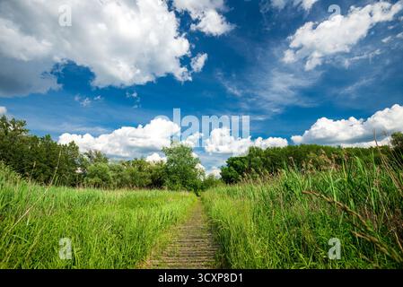 Gebauter Weg auf dem Moor im Frühsommer, Ungarn. Stockfoto