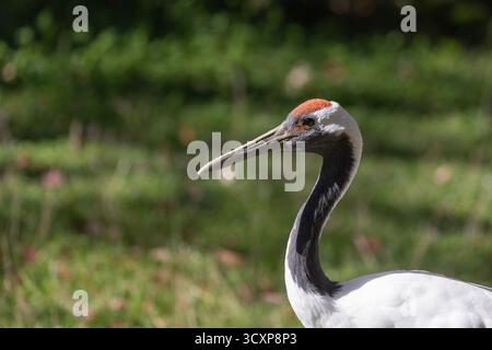 Rotkräne (Grus japonensis), auch Mandschurenkran genannt Stockfoto
