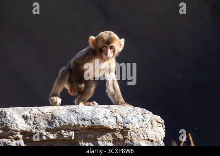Japanisches Makaken (Macaca fuscata) Baby Stockfoto