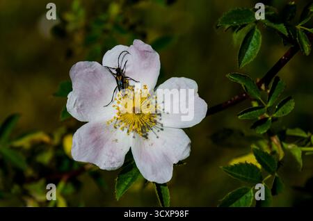 Rosa canina, die Hundelrose, ist eine in Europa heimische, variabel kletternde wilde Rosenart Stockfoto