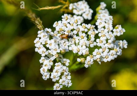 Schafgarbe, Achillea millefolium, ist eine häufige mehrjährige Wildblume Stockfoto