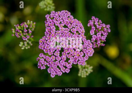 Schafgarbe, Achillea millefolium, ist eine gewöhnliche mehrjährige Wildblume, die typischerweise in Grünland, Straßenrändern und in öden Böden wächst Stockfoto