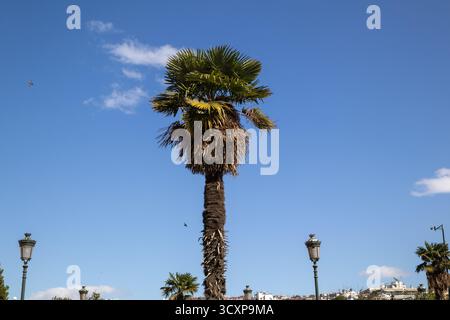 Eine zottelige Fächerpalme erhebt sich vor einem leuchtend blauen Himmel mit verstreuten Wolken, flankiert von Vintage-Straßenlaternen, die eine warme, tropische, urbane Szene einfangen Stockfoto