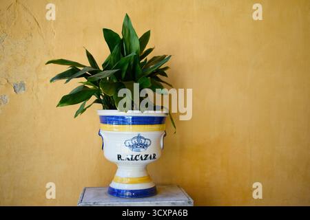 Keramik Blumentopf Vase vor einer gelben Wand in Sevilla Royal Alcazar, Sevilla, Andalusien, Spanien Stockfoto