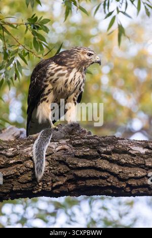 Der rotschultrige Falke (Buteo lineatus) thront auf einem Ast und hält ein Eichhörnchen in seinen Krallen. Die Szene ist vor dem Hintergrund üppiger Laubbäume angesiedelt Stockfoto