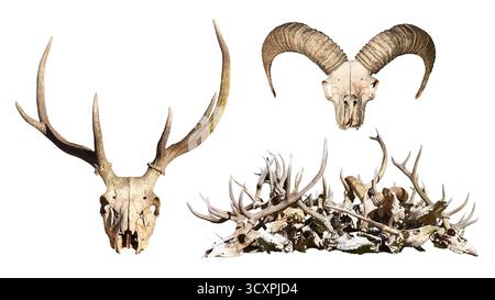 Triptychon mit Hirsch- und Mufflonschädeln mit Geweih auf weißem Hintergrund für Wildtiere und Naturkunst im Breitbildformat Stockfoto