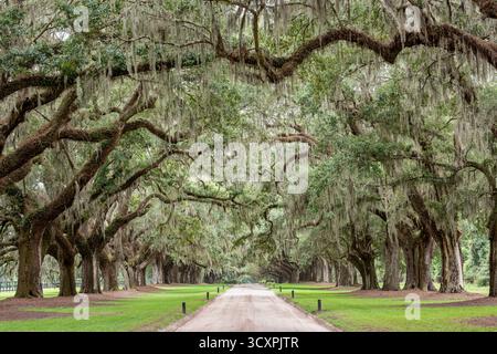 Die Avenue of the Oaks at Boone Hall Plantation ist ein historisches Viertel in Mount Pleasant, South Carolina Stockfoto