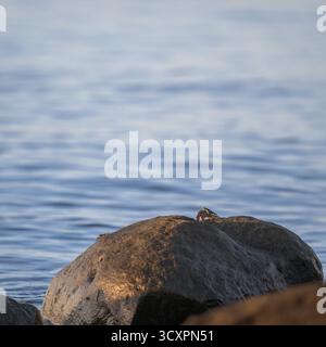 Eine Europäische Felskrabbe, die am North Mission Beach im Norden Queenslands gefangen wurde und sich mit den frühen Morgenstrahlen von Wintersushine erwärmt. Stockfoto