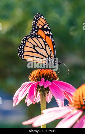 Monarchschmetterling sitzt auf einer Kornblume Stockfoto