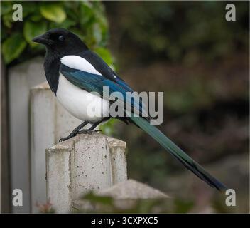 Eurasische Elster (Pica pica), die auf einem Zaunpfosten aus Beton thront und schillerndes blau-grünes Gefieder und lange Schwanzfedern auf einem weichen, natürlichen Rücken zeigt Stockfoto