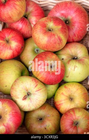 Frisch geerntete Äpfel in einem Korb Stockfoto