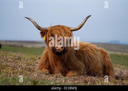 Eine Hochlandkuh liegt auf offenem Moor, rosafarbenes Fell und lange Hörner sichtbar. Blick auf Augenhöhe, geringe Schärfentiefe, bewölktes Tageslicht, weicher Horizont. Stockfoto