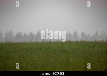 Abstrakter Nadelwald im Nebel mit mehrschichtigen Silhouetten, gedämpften Tönen und sanfter atmosphärischer Tiefe; Sporisevic-Fotografie Stockfoto
