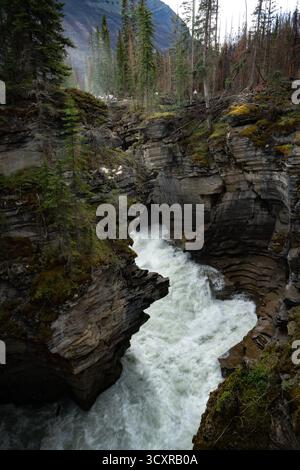 Mächtige Flussschnitzerei durch einen Canyon. Athabasca Falls, Jasper National Park Stockfoto