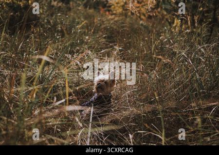 Yorkshire Terrier Hund, der einen sonnigen Tag in hohem Gras genießt. Ein kleiner Hund wird in einem Feld mit hohem Gras gesehen, wo er die Wärme der Sonne genießt. Stockfoto