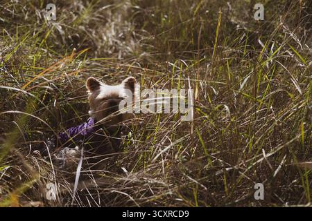 Yorkshire Terrier Hund, der einen sonnigen Tag in hohem Gras genießt. Ein kleiner Hund wird in einem Feld mit hohem Gras gesehen, wo er die Wärme der Sonne genießt. Stockfoto