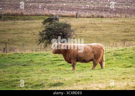 Kuh ( Highland Cattle oder Kyloe ) , typisch für die schottischen Highlands, in einem northumbrischen Feld in der Nähe von Bamburgh, September 2025 Stockfoto