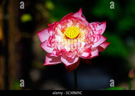 Eine Momo Botan rosa Lotusblume, Nelumbo nucifera. Die Lotusblüte hat doppelte Blütenblätter Stockfoto