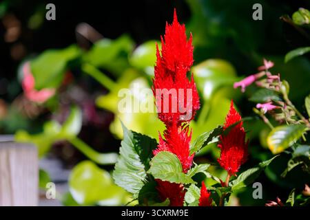 Die hellrote, sich verjüngende Blüte und Blätter einer Century Red Celosia (Celosia argentea plumosa) Stockfoto