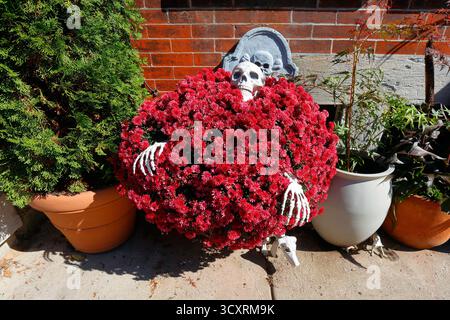 Ein dekoratives Skelett, das in einer Blüte dunkelroter Chandramallika Chrysanthemum-Gartenmütter begraben wurde Stockfoto