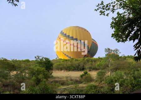 Große Heißluftballons steigen bei Sonnenaufgang über die grüne Landschaft des Maasai Mara National Reserve auf Stockfoto