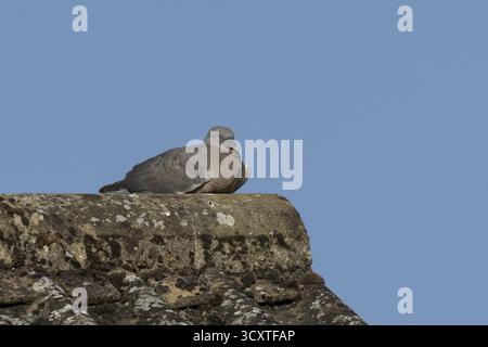 Holztaube (Columba palumbus) Jungvogel, der auf einem Dach eines Stadthauses ruht, England, Vereinigtes Königreich Stockfoto