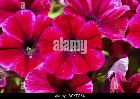 Pantanassa Kloster aus dem 15. Jahrhundert n. Chr., Klostergarten, intensive rote Blütenblätter einer Sommerblume, die in der Sonne leuchtet, Mystras, Mistra, UNESCO-Welt Stockfoto